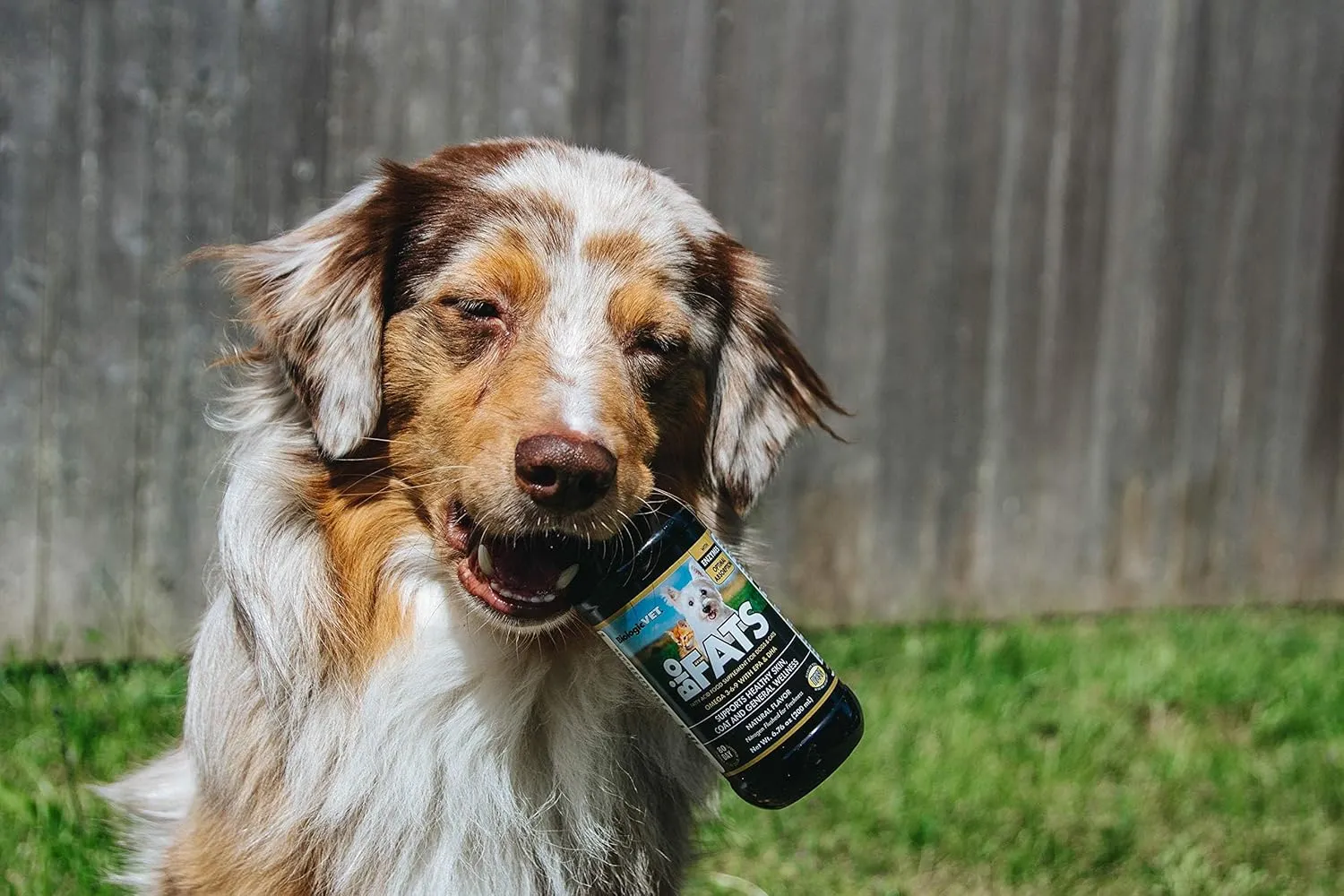 BioFATS - Contains Omegas 3, 6 & 9 - with EPA, DHA & ALA - for Dog & Cat - Skin & Joint Health Support - Includes Fish, Flaxseed & Olive Oil - 12 fl. oz.