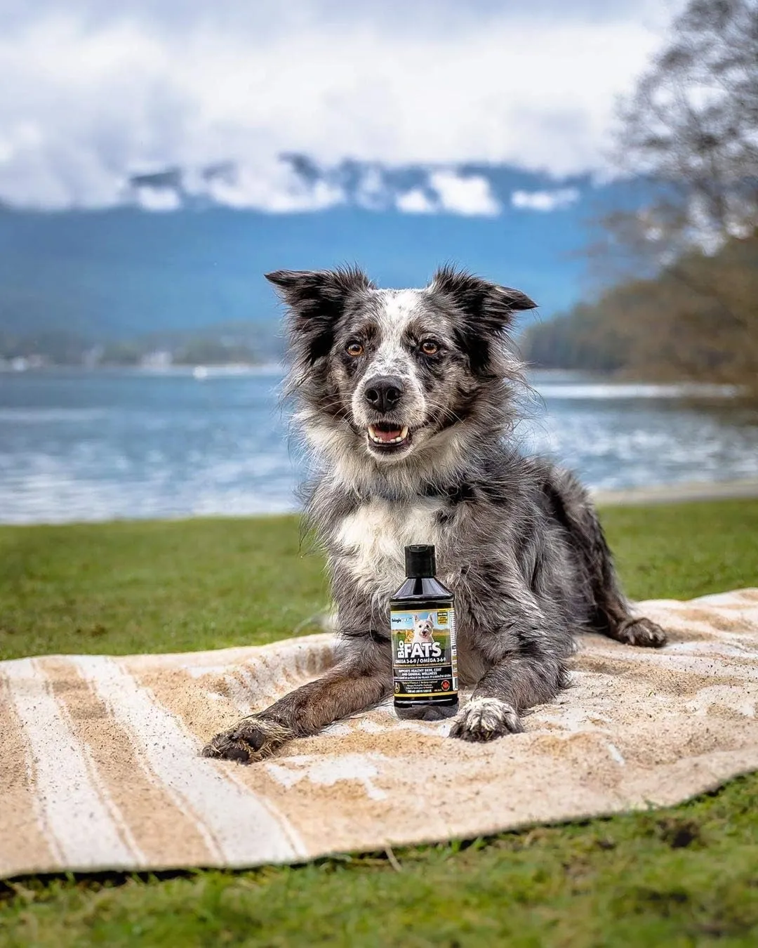 BioFATS - Contains Omegas 3, 6 & 9 - with EPA, DHA & ALA - for Dog & Cat - Skin & Joint Health Support - Includes Fish, Flaxseed & Olive Oil - 12 fl. oz.