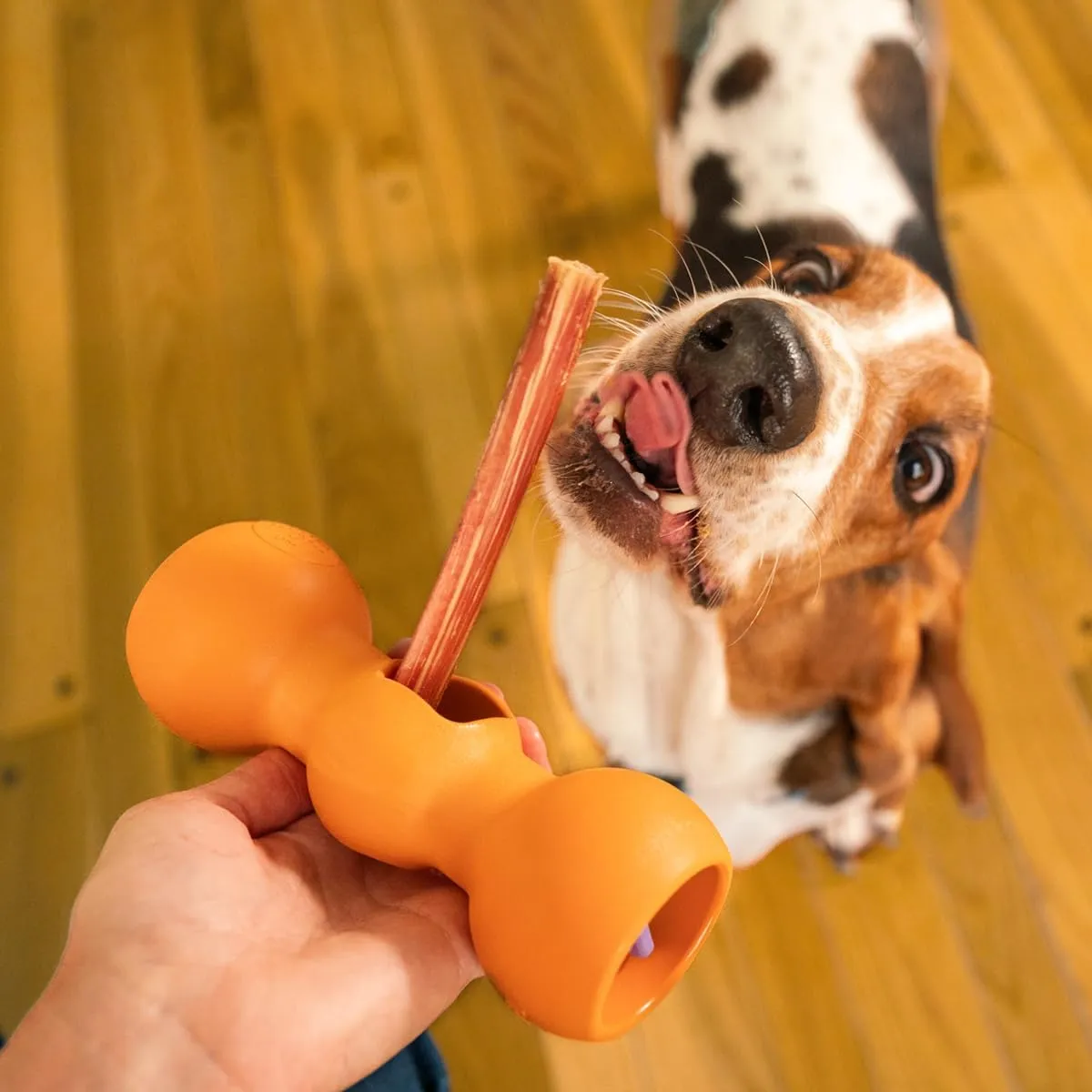 Bow Wow Labs 6" Bully Sticks for Dogs | 100% All Natural, Grass-Fed, Free-Range Beef | Low Odor | Long Lasting Chews | SafeFit | 10 Pack (Midsize)