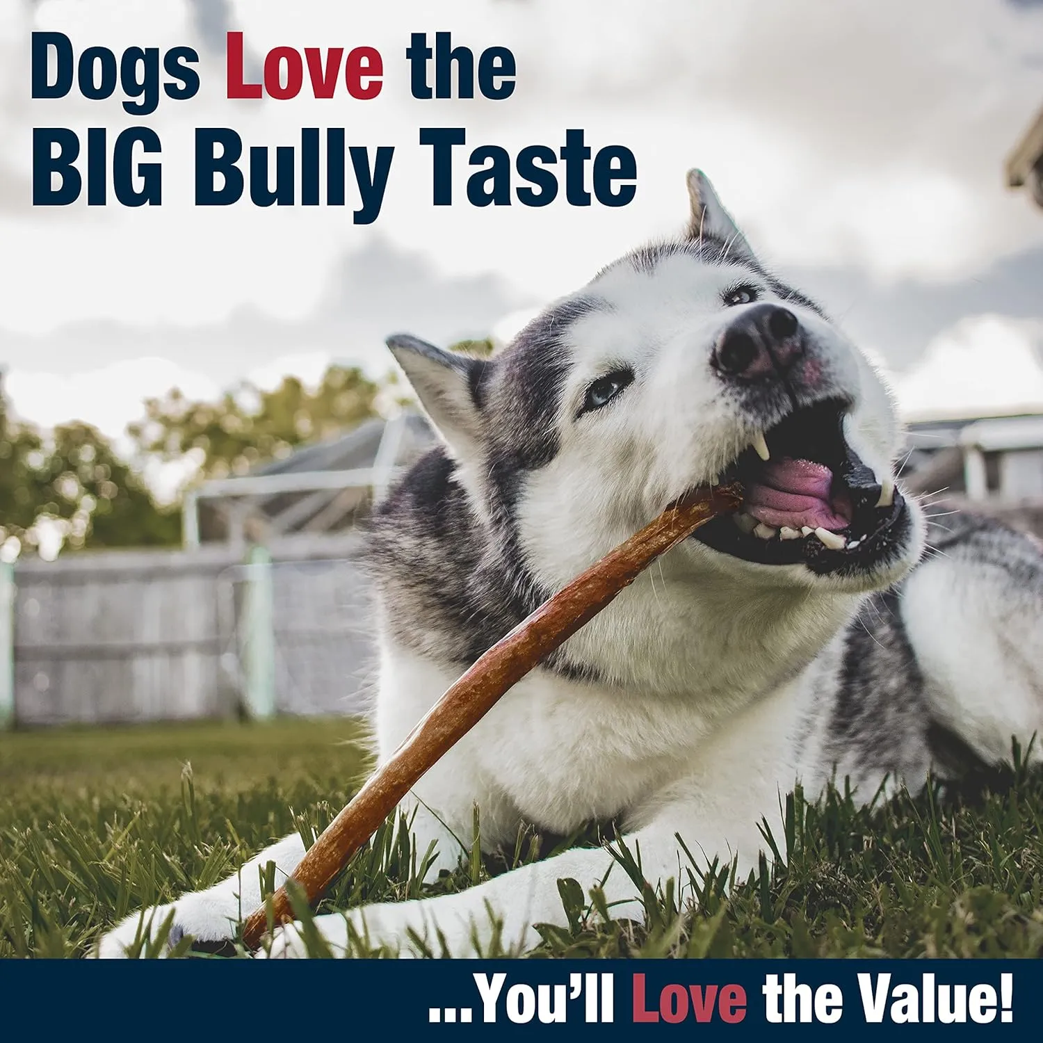 Cadet Bully Hide Sticks for Large Dogs, All-Natural Beef Pizzle, Limited-Ingredient Long-Lasting Dog Chews for Aggressive Chewers, 1 Count