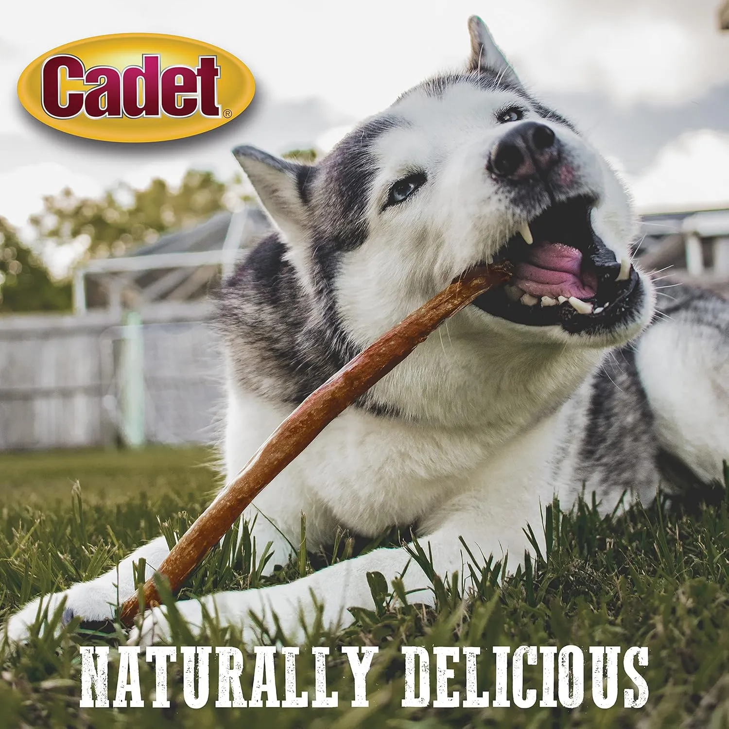 Cadet Bully Hide Sticks for Large Dogs, All-Natural Beef Pizzle, Limited-Ingredient Long-Lasting Dog Chews for Aggressive Chewers, 1 Count