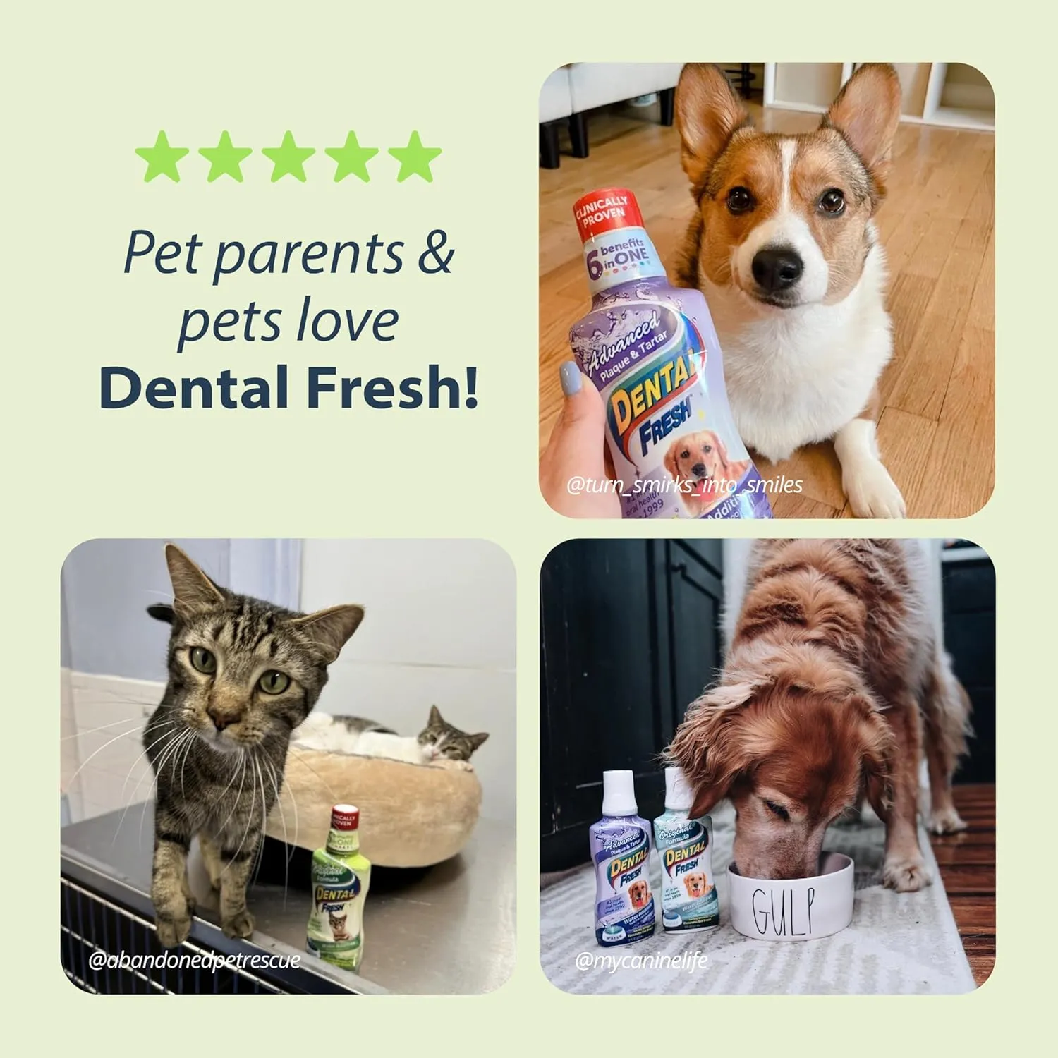 Dental Fresh Water Additive for Cats, Original Formula, 8 oz  Cat Breath Freshener  Products for Cats to Help Overall Cat Dental Health