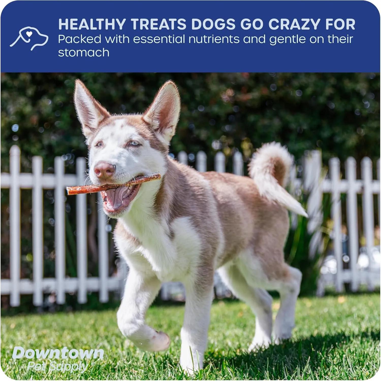 Downtown Pet Supply Bully Sticks - 12" REGULAR - 20 Pack -SOUTH AMERICA & TURKEY