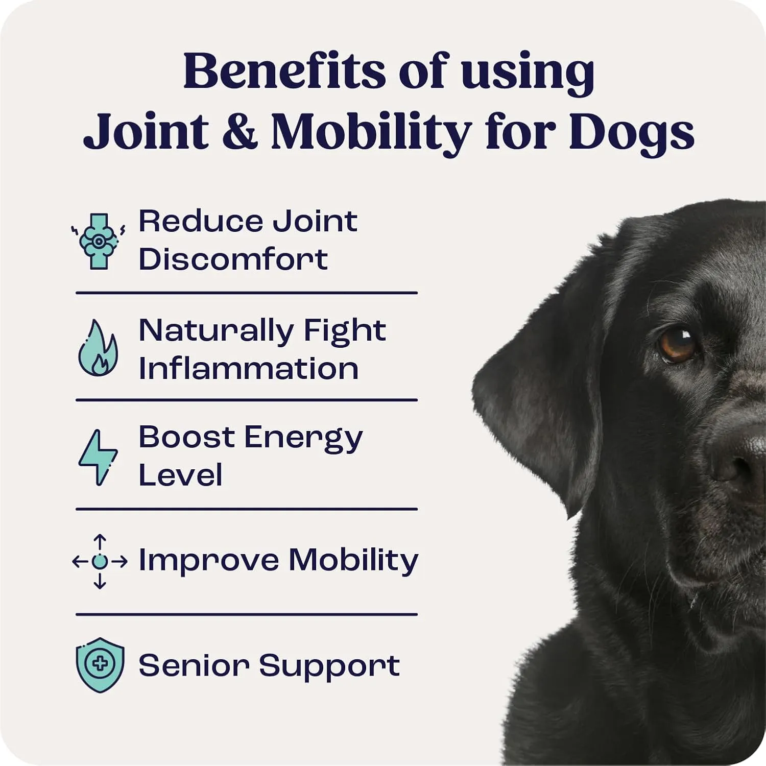 Summit Canine Joint and Mobility Supplement for Large Dogs (Previously Lift), All Natural Liquid Chondroitin with Liposomal Delivery for Arthritis, Hip & Joint Support Vitamin, (Dogs 75 lbs)