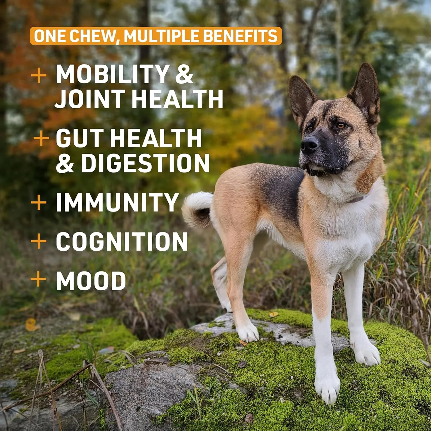 Veterinary Formula Senior Support Joint Supplement for Dogs - Soft Chews, 100ct - Support Healthy Joints, Skin, Gut, and Immunity with Glucosamine for Dogs