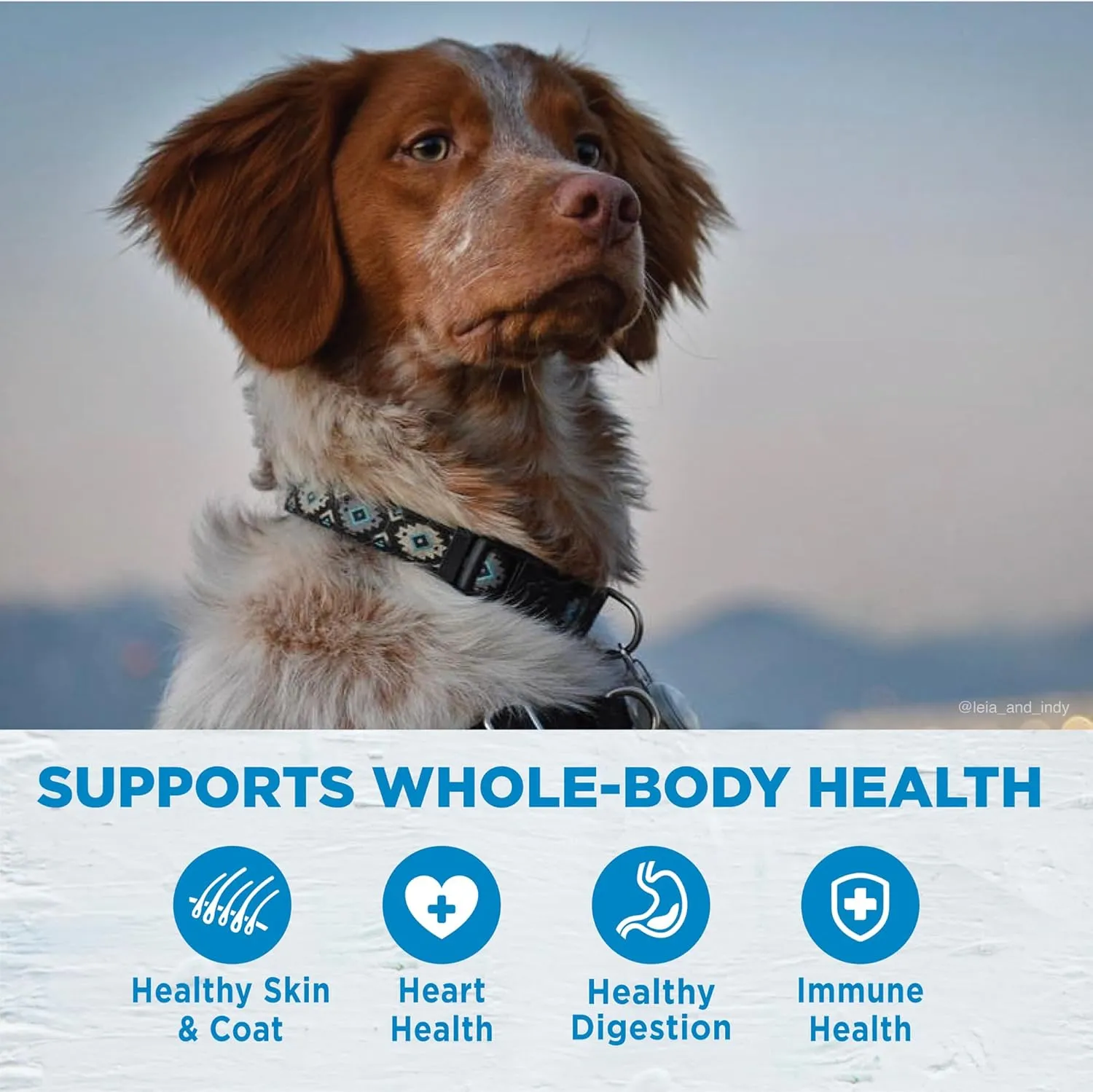 Wellness Simple Limited Ingredient Dry Dog Food for Sensitive Stomachs, Supports Skin & Coat, Grain Free, Natural, Healthy Weight Salmon & Peas Recipe, (24-Pound Bag)