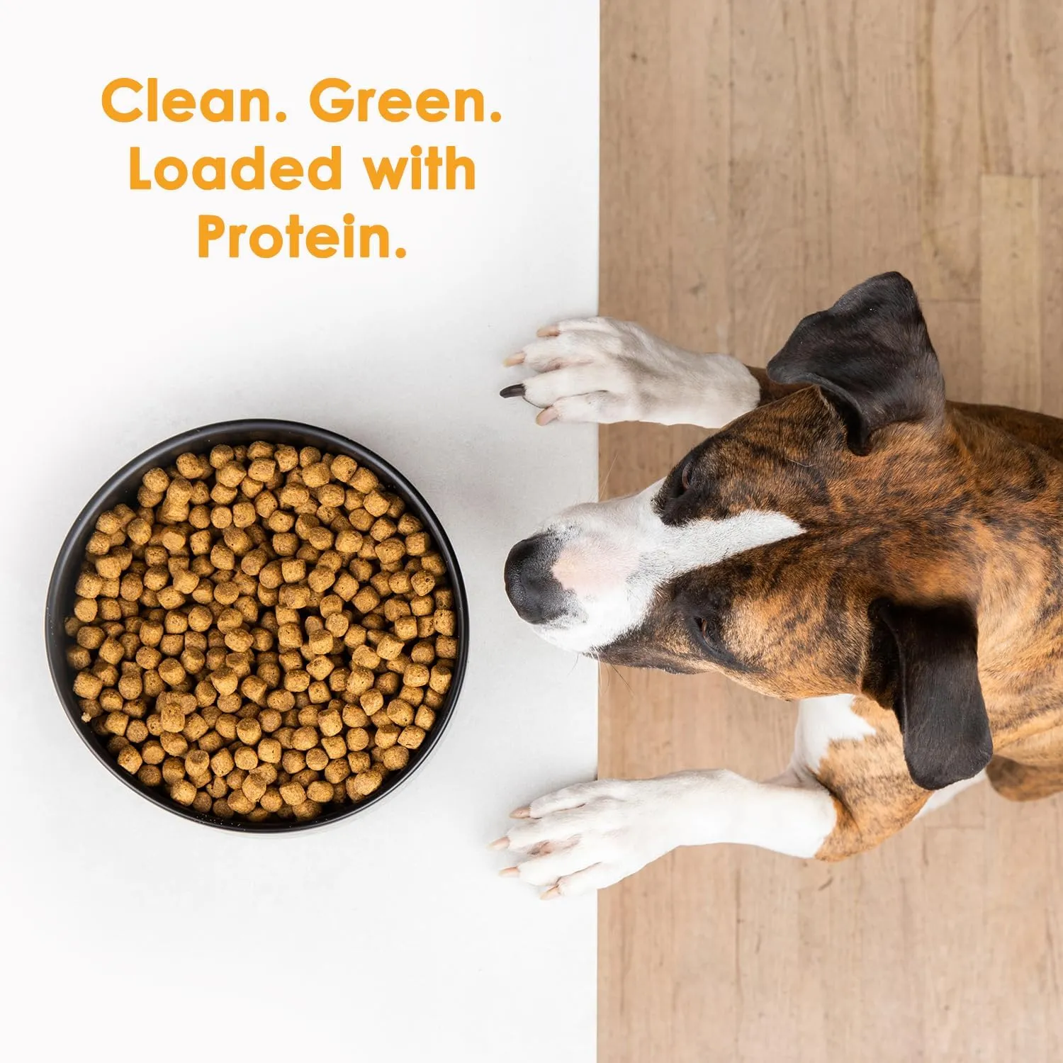 Wild Earth Vegan Dry Dog Food | Plant-Based Maintenance Formula | Vegetarian, Allergy Relief, Veterinarian-Developed for Complete Nutrition | Golden Rotisserie Flavor, 4 Pound Bag